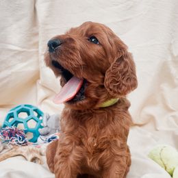 Irish Doodle Puppies from Foxrun Litters