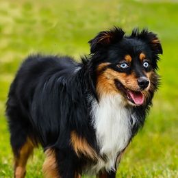 Boo - Toy Australian Shepherd