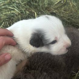 StarWeaver - Badger male Colorado Mountain Dog puppy in Hot Sulphur Springs, Colorado from Stormy Heights Homestead