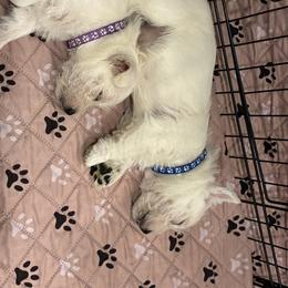 West Highland White Terrier Puppies from Roberts’ Westie Bleus