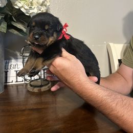 Girl 3 - Rottweiler puppy in Ohio from Vom Hause Bishop