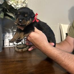Girl 3 - Rottweiler puppy in Ohio from Vom Hause Bishop