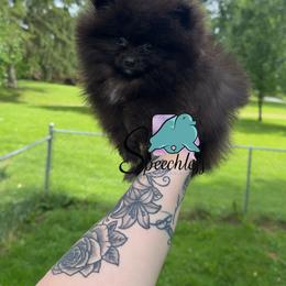 Rita- 3250.00  dollars - Black female Pomeranian puppy in Perry County, Ohio from Speechless Pom’s