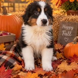 Maverick - Black tri male Miniature American Shepherd puppy in Plant City, Florida from Osborne & Stormborn FL Kennels