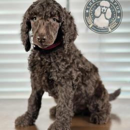 Bo Peep - Brown female Poodle puppy in Spring Hills, Florida from The Olympus Standard Poodle