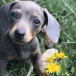 Dachshunds from Poppy's Pups