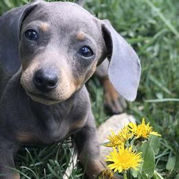 Dachshunds from Poppy's Pups