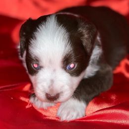Red Bi Male - Red Miniature Australian Shepherd puppy in Sour Lake, Texas from Flyin M Aussies