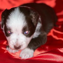 Red Bi Male - Red Miniature Australian Shepherd puppy in Sour Lake, Texas from Flyin M Aussies