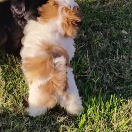 2 Robin - Gold and white female Shih Tzu puppy in Grand Prairie, Texas from R&R Shih-Tzus & Stud Services