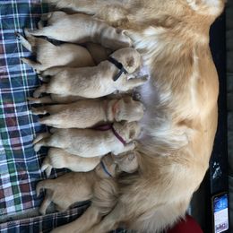 Golden Retriever Puppies from Gabrielle Sack