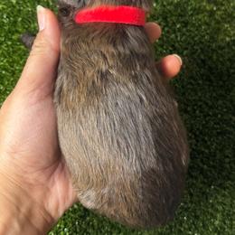 Puppy male 1 - Liver male Miniature Schnauzer puppy in Edinburg, Texas from Forever Schnauzers