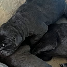 Boy 3 - Chocolate Dilute Retriever puppy in Ramona, California from Granite Ridge Silver Labs
