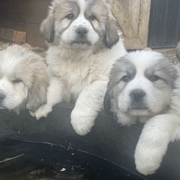 Dachshund and Great Pyrenees Puppies from Mulberry Meadow Farms
