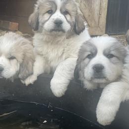 Dachshund and Great Pyrenees Puppies from Mulberry Meadow Farms