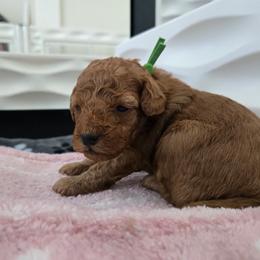 Buzz - Red  male Poodle puppy in Wilmington, Delaware from Imperial Poodles LLC