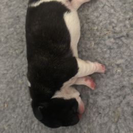 French Bulldog Puppies from Solitaire French Bulldogs