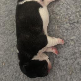 French Bulldog Puppies from Solitaire French Bulldogs
