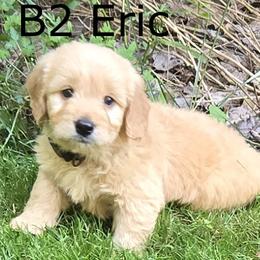 Boy 2 - Cream male Goldendoodle puppy in Milford, Michigan from Servant Kennel