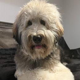 Hope - Goldendoodle