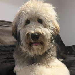 Hope - Goldendoodle