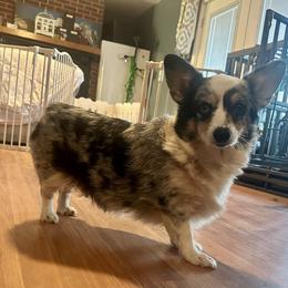Sapphire - White and black female Pembroke Welsh Corgi puppy in Saint George, South Carolina from Carolina cotton candy corgis