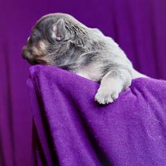 French Bulldog Puppies from GBPGENETICS