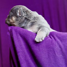 French Bulldog Puppies from GBPGENETICS