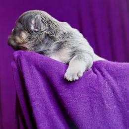 French Bulldog Puppies from GBPGENETICS