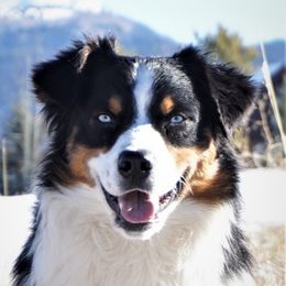 Chase - Australian Shepherd