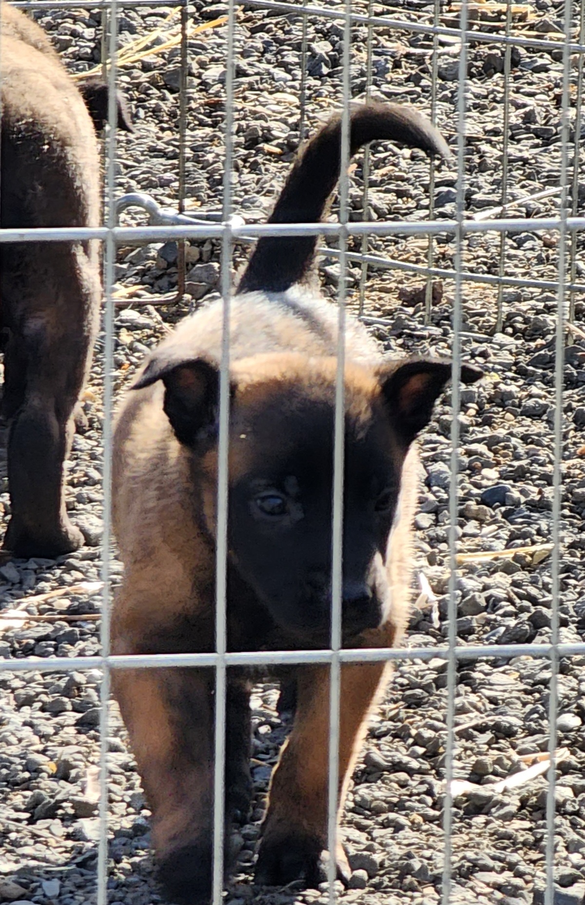 Belgian Malinois Puppies from Keith's Belgian Malinois