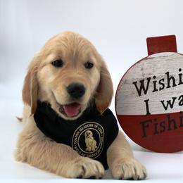 Golden Retriever Puppies from Golden Meadows of Utah