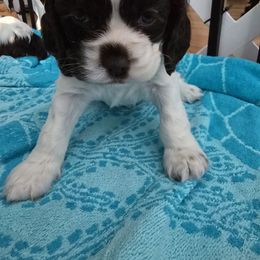 AKC Lucy - Brown and white female Cocker Spaniel puppy in Midlothian, Virginia from Swift Creek Cocker Spaniels