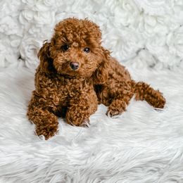 Jazzie - Poodle