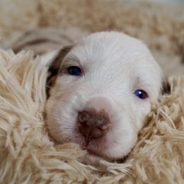 Tofu - Red merle female Australian Shepherd puppy in Coatesville, Pennsylvania from Little Acre Aussies