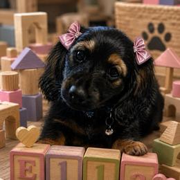 Ella - AKC pet only - Black and cream female Dachshund puppy in Proctor, Montana from Blue Star Dachshunds