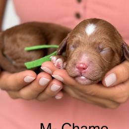 Camo - Caramel male Australian Labradoodle puppy in Morgan Hill, California from Loving Labradoodles