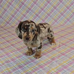 Dachshund Puppies from Newbern's Nuggets