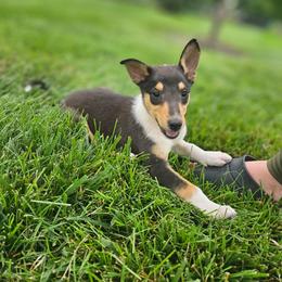 Pebble - Black white and tan female Collie puppy in Eldorado, Kansas from Prairie Creek