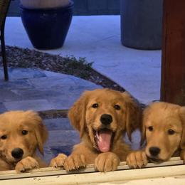 Golden Retriever puppies from Sonoran Golden Retrievers