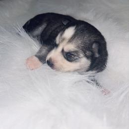 Jasmine - Tri-color female Pomsky puppy in Burton, Michigan from Snow Shark Pomskys