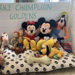 Golden Retriever Puppies from Lake Champlain Goldens