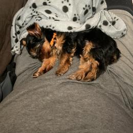 Yorkshire Terrier Puppies from Yorkies of Julington Creek