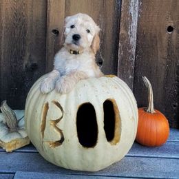 Goldendoodle Puppies from Black Oak Doodles