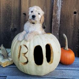 Goldendoodle Puppies from Black Oak Doodles