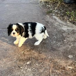 Cavalier King Charles Spaniel Puppies from Blueberry Hill Cavaliers