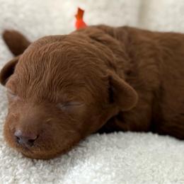 Orange collar - Red  female Goldendoodle puppy in Monrovia, California from Fancy Paws Inc