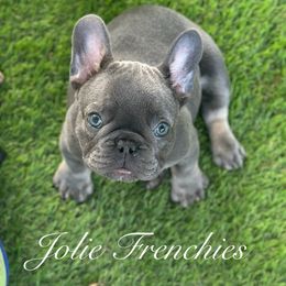 French Bulldog Puppies from Jolie Frenchies