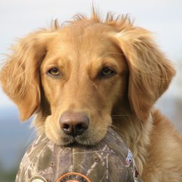 Golden Retrievers from Audrey Coleman's Golden Retrievers