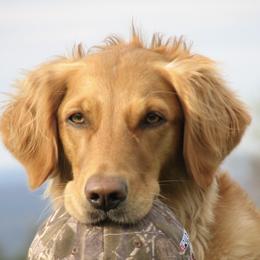 Golden Retrievers from Audrey Coleman's Golden Retrievers